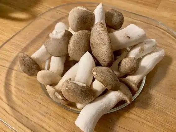 In Deutschland gekaufte Pilze der Sorte Brauner Kräuter-Seitling