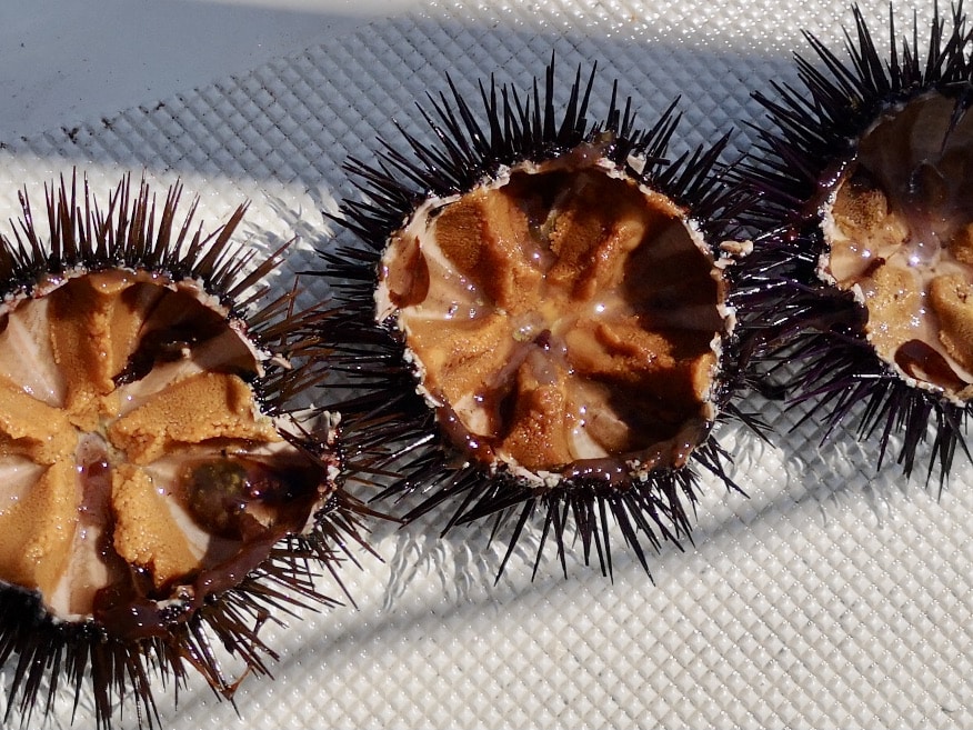 Seeigel