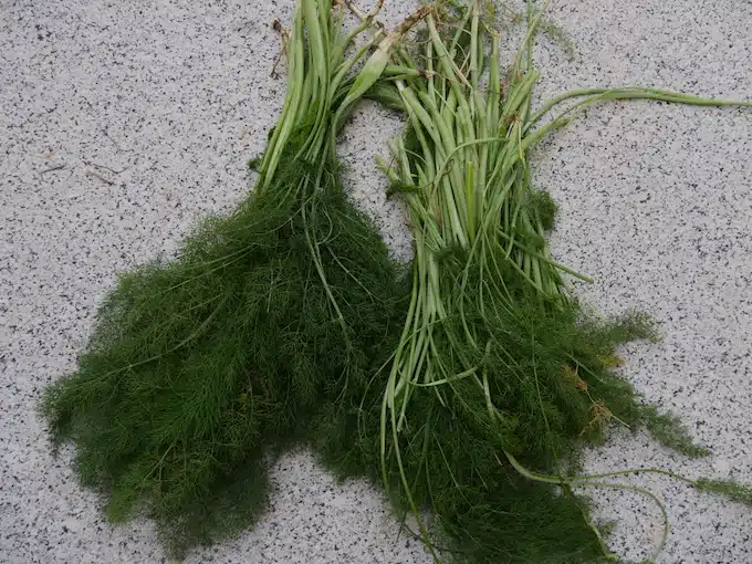 gesammelter wilder Fenchel